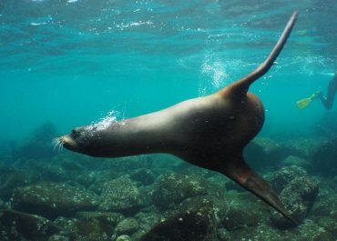 Galapagos, isla fantástica