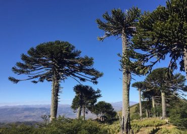 Aventura Pehuenche en Lonquimay