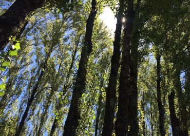 Los guardianes de Valdivia