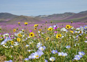 Descubre: Desierto Florido