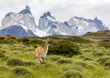 Viva Chile!